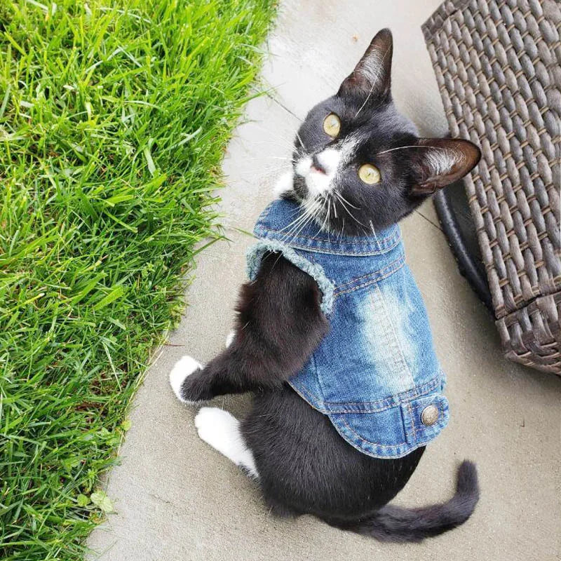 Gilet Jean Tendance Chat