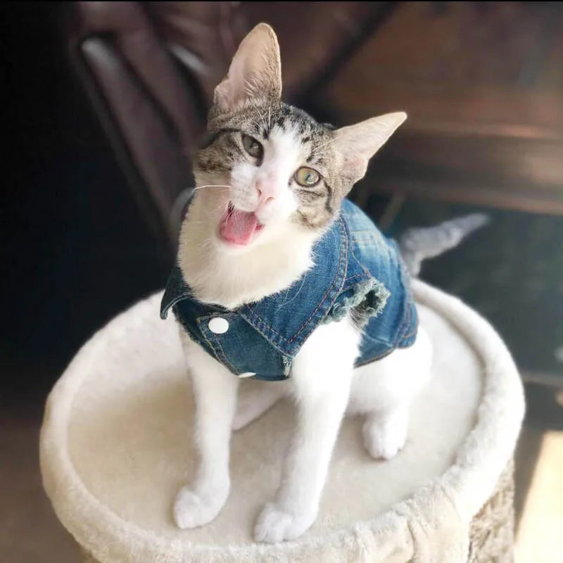 Gilet Jean Tendance Chat