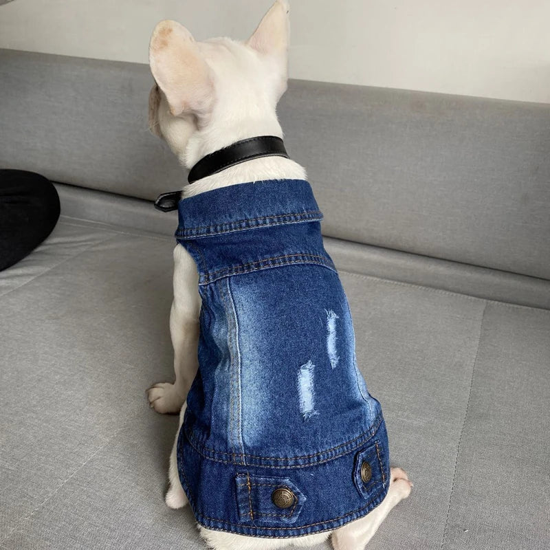 Gilet Jean Tendance Chat