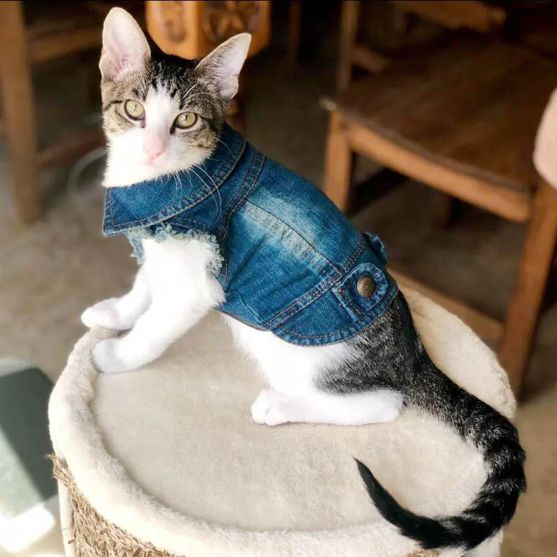 Gilet Jean Tendance Chat