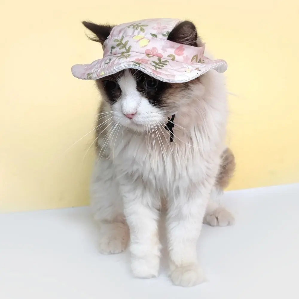 Chapeau Soleil Pour Animaux
