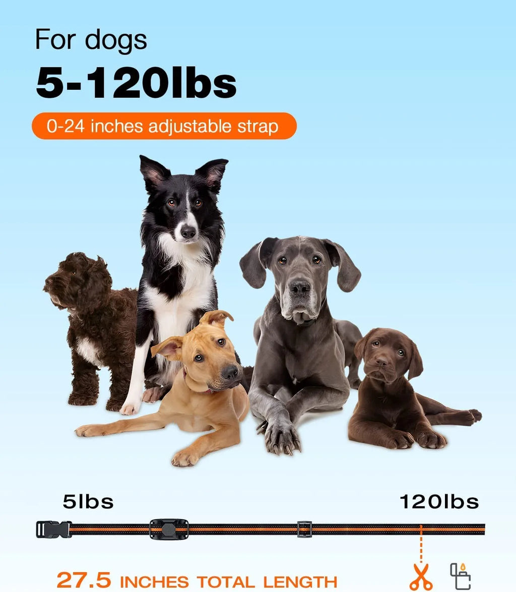 Collier Éducation Pour Chien