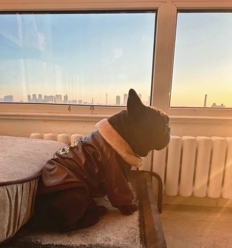 Manteau Hiver Pour Chien