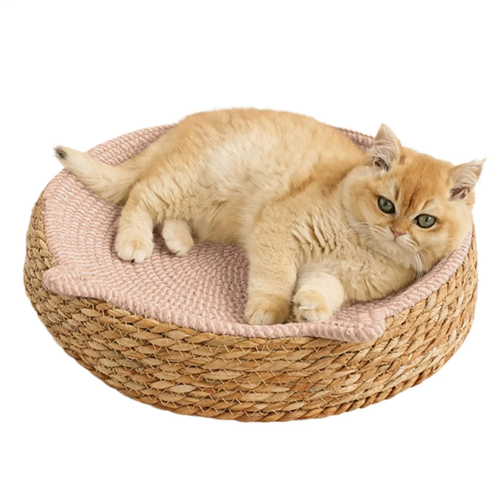 Nid Griffoir Douillet Chat
