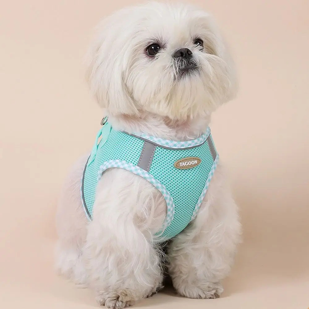 Balle Interactive pour Chien