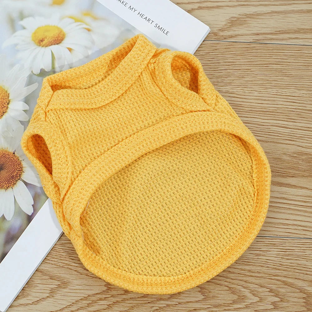 Gilet Ours Douillet Pour Chat