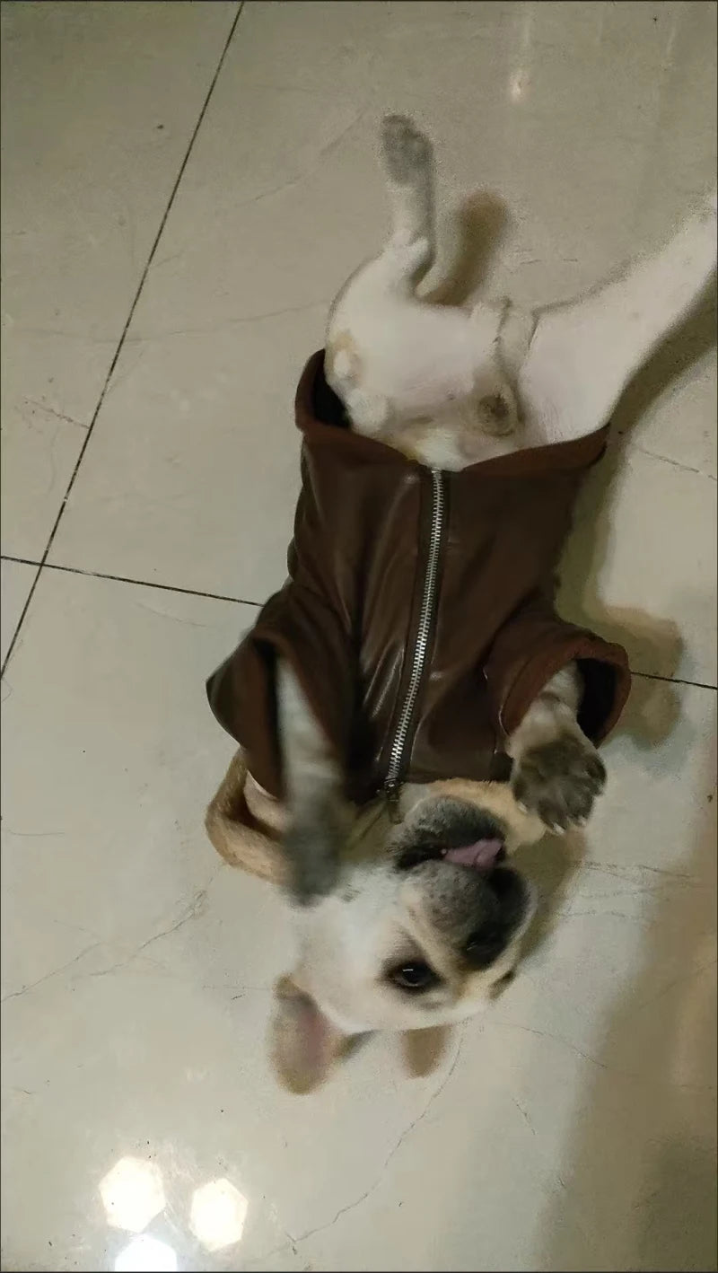 Manteau Hiver Pour Chien