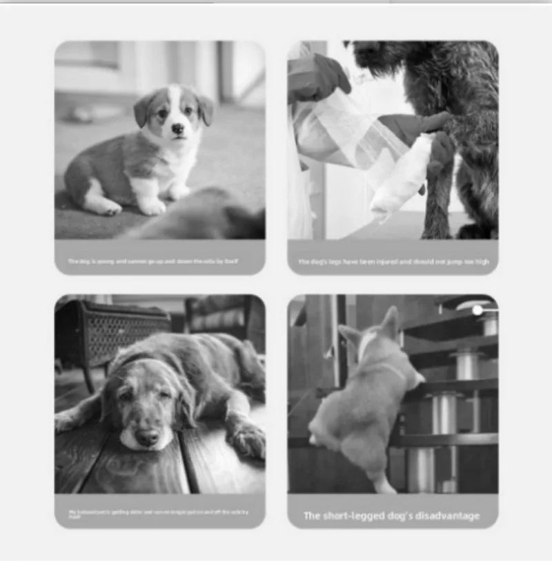 Rampe Douce pour Animaux