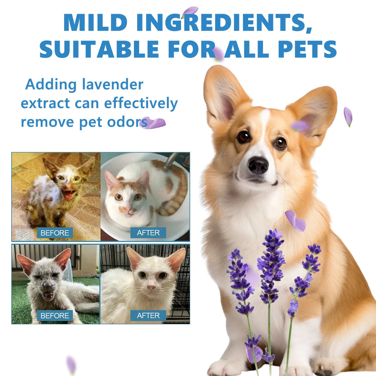 Shampoing Doux pour Chien