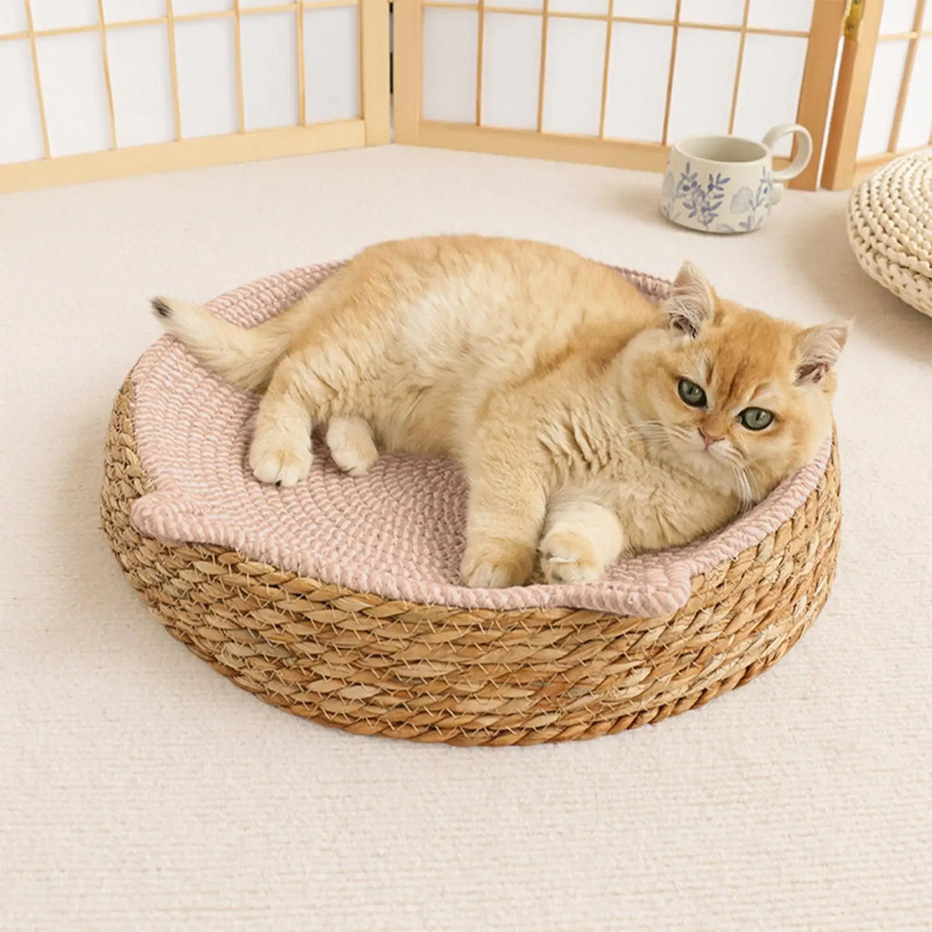 Nid Griffoir Douillet Chat