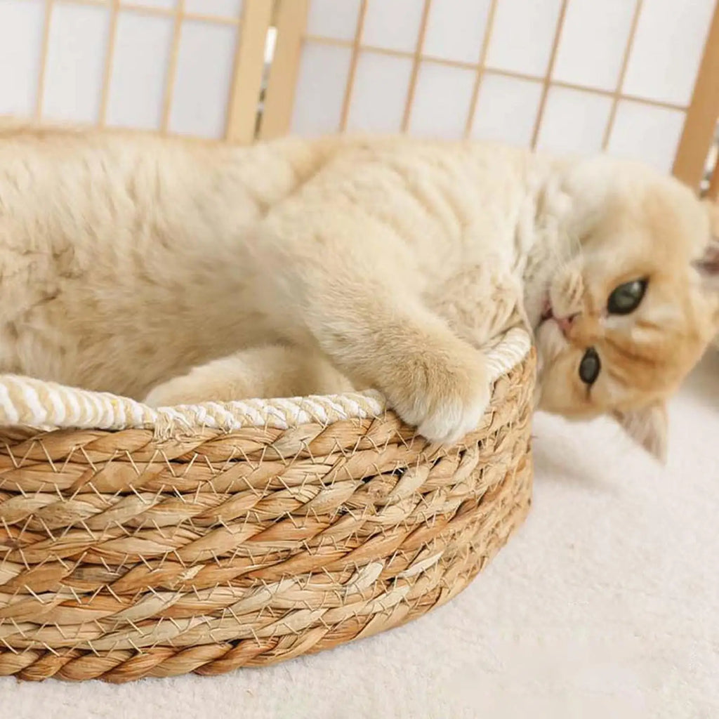 Nid Griffoir Douillet Chat