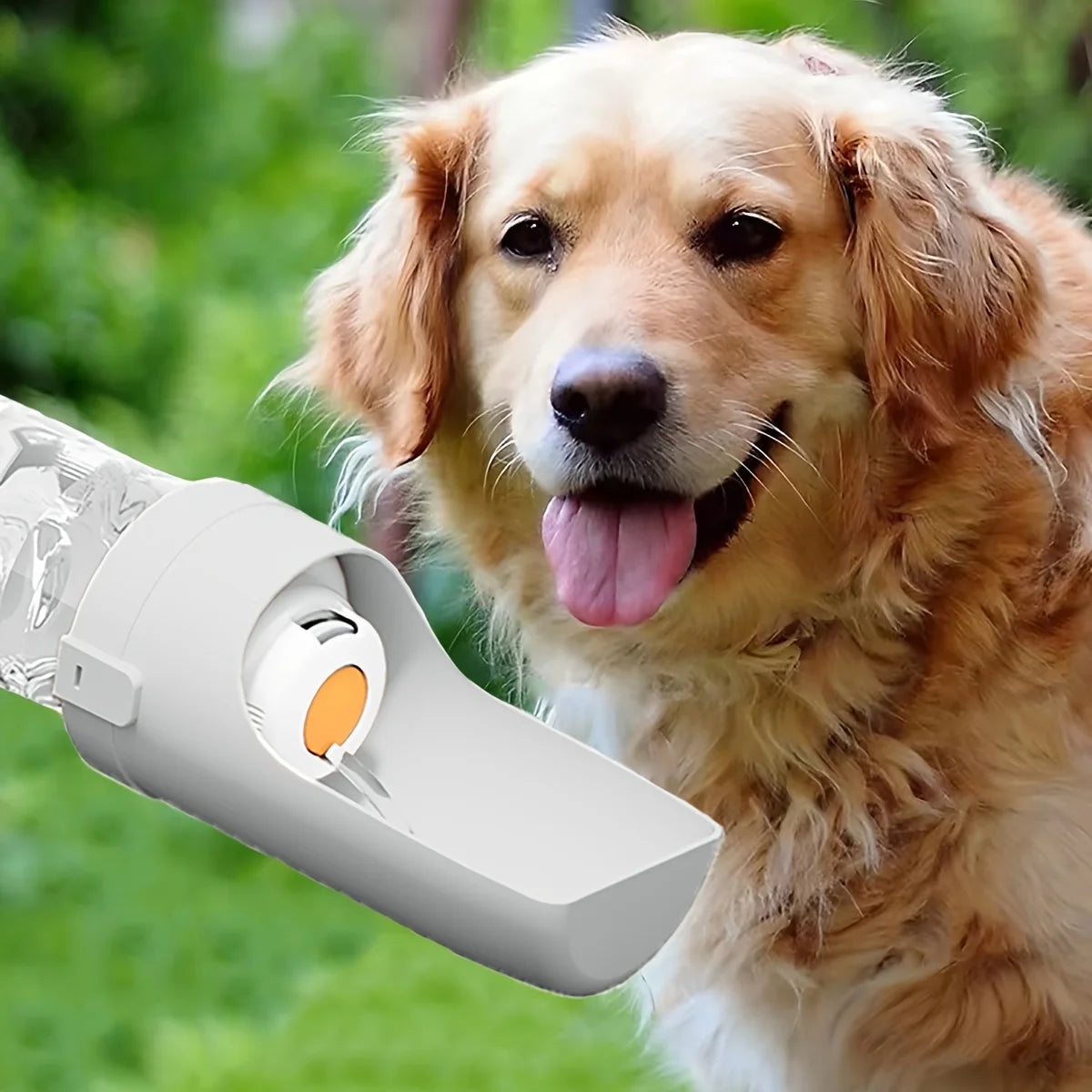 Gourde Chien Durable