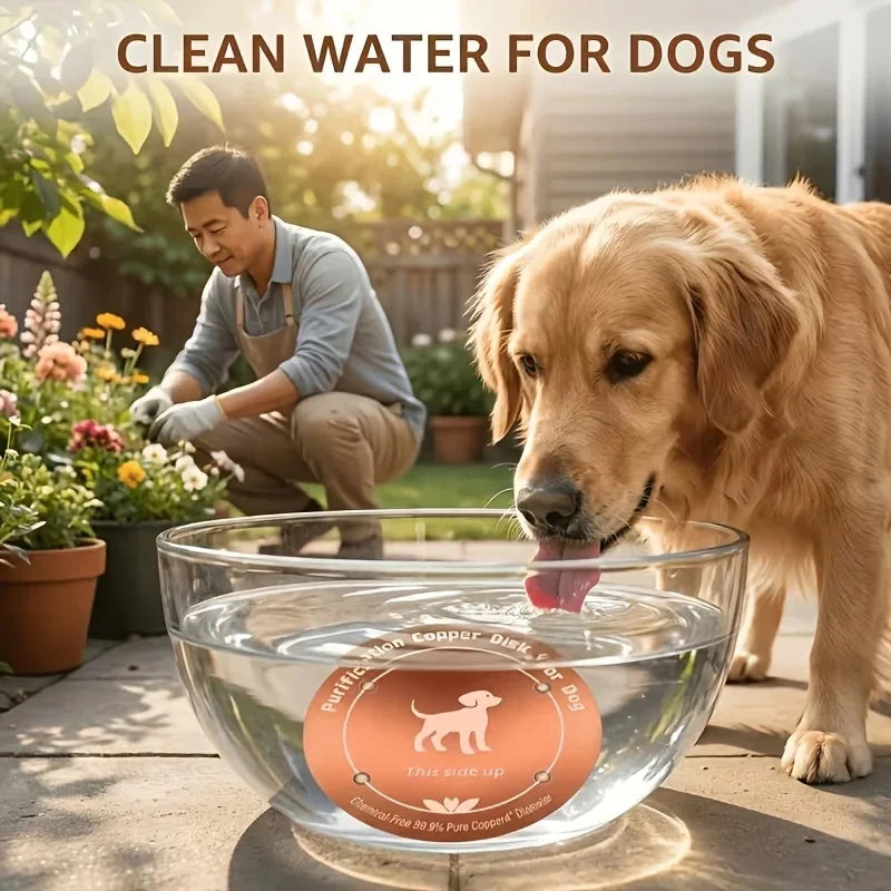 Purificateur Eau Cuivre  pour chien
