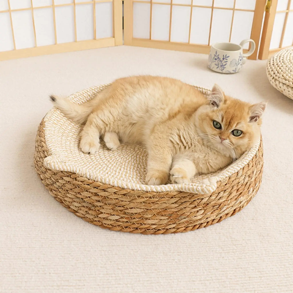 Nid Griffoir Douillet Chat