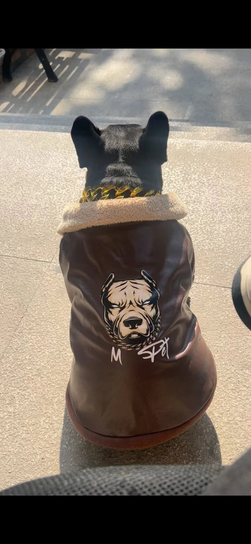 Manteau Hiver Pour Chien