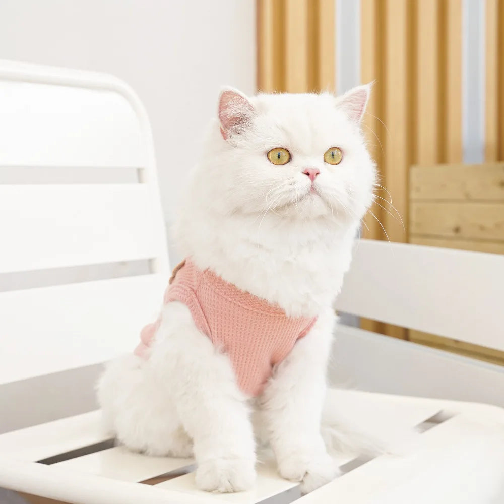 Gilet Ours Douillet Pour Chat