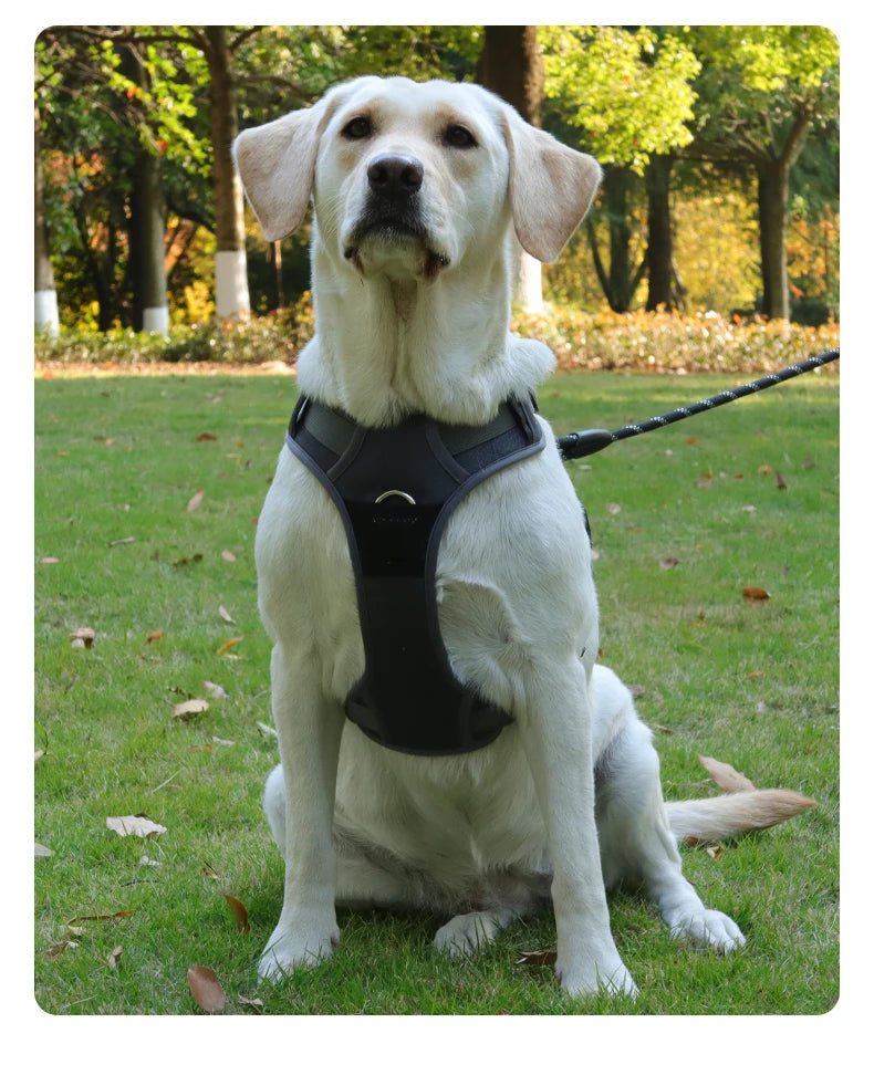 Harnais Chien Anti-Traction