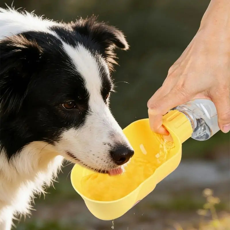 Gourde Eau Pour Animaux