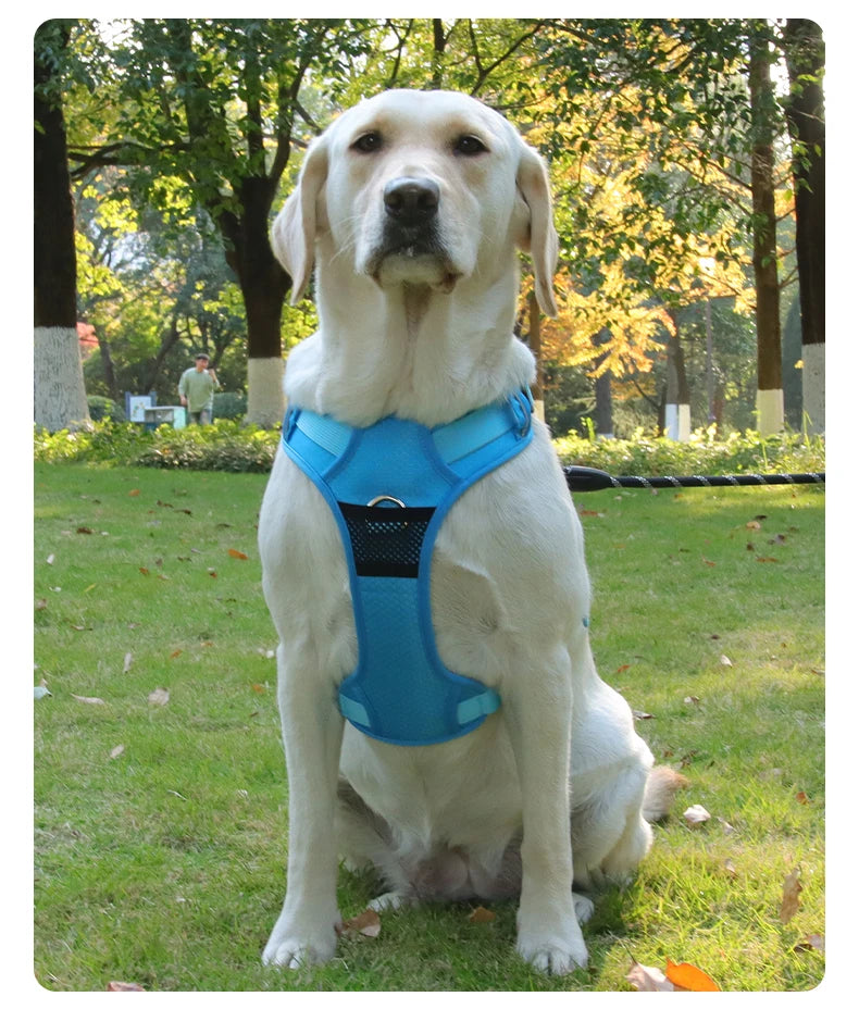 Harnais Chien Anti-Traction