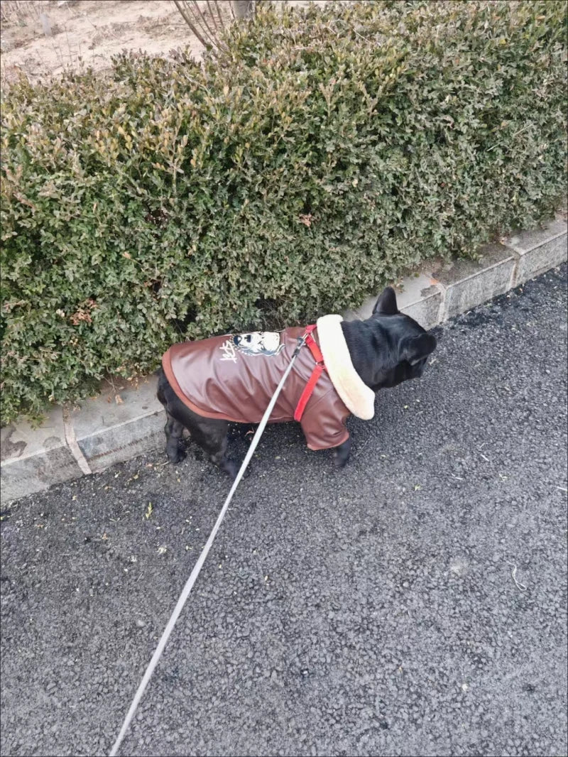 Manteau Hiver Pour Chien
