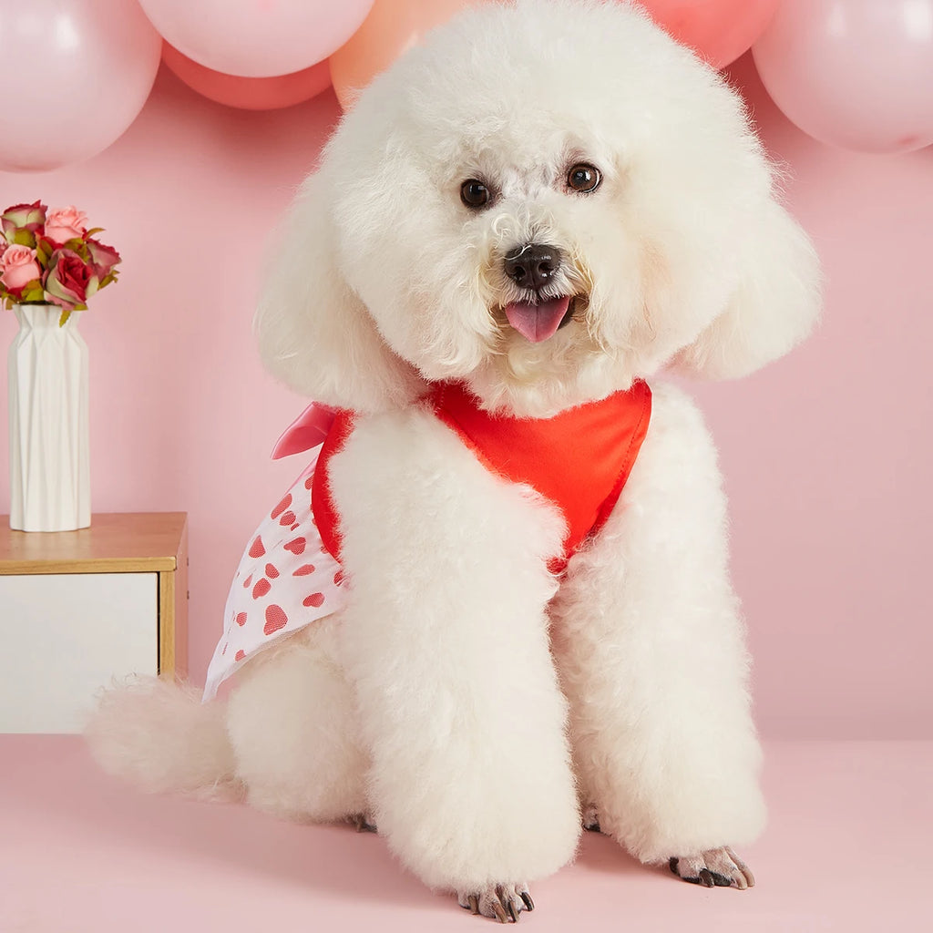 Robe Cœur Pour Animaux