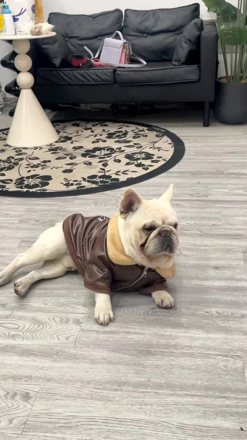 Manteau Hiver Pour Chien