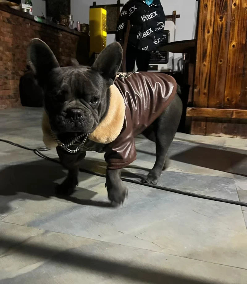 Manteau Hiver Pour Chien