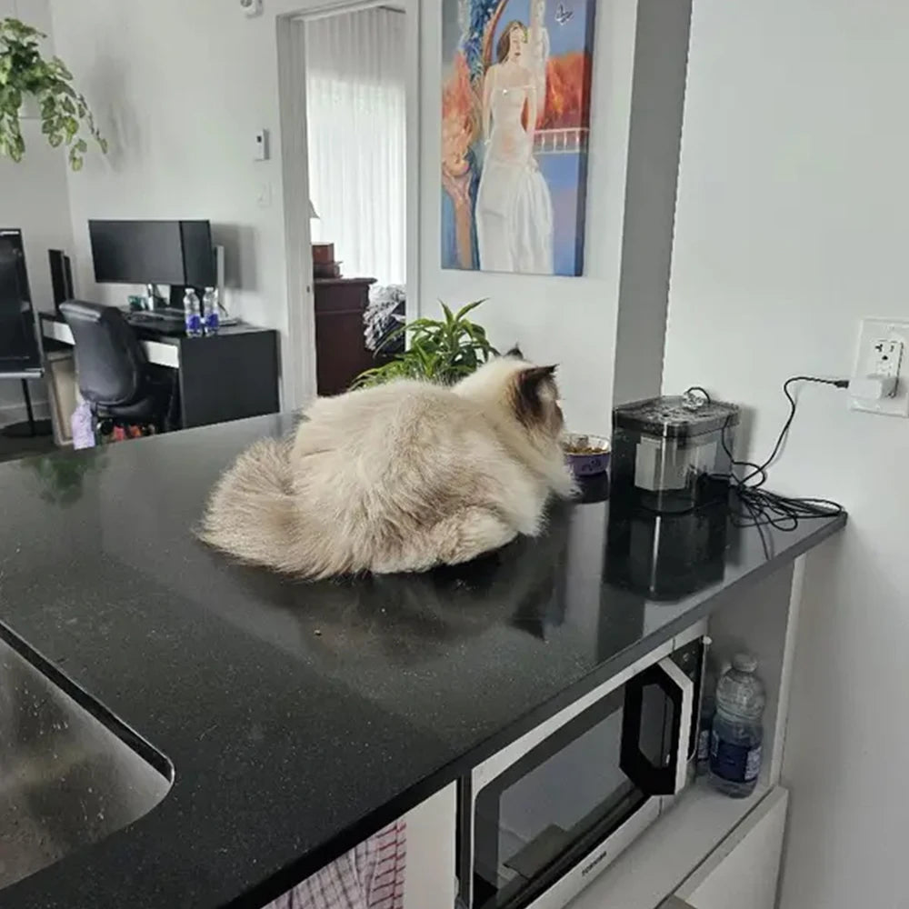 Fontaine Transparent pour Chat